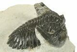 Bargain, Hollardops Trilobite Fossil - Ofaten, Morocco #272463-2